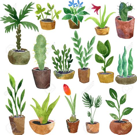 plantas dibujo